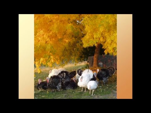 truly free range chickens: up sides and down sides