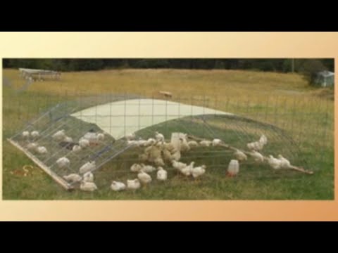 design variations on the salatin style pens for raising chickens