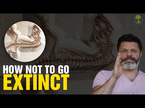 HOW NOT TO GO EXTINCT | Daniel Schmachtenberger