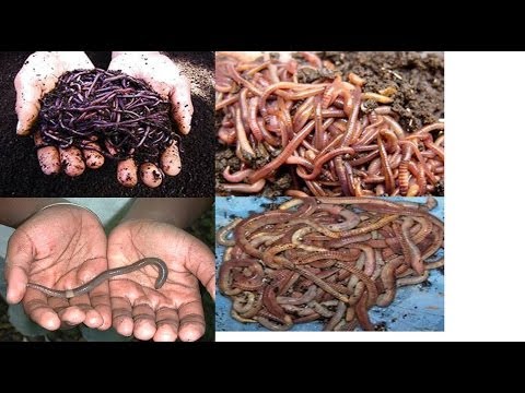 Why Am I Raising 4 Different Kinds Of Composting Worms? Well Let Me Tell You Why!