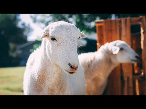 Butchering the Lambs (grass-fed from our 1/2 acre backyard)