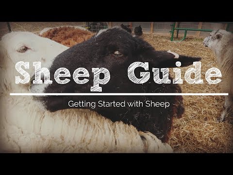 6 Things You Need to Get Started with Sheep