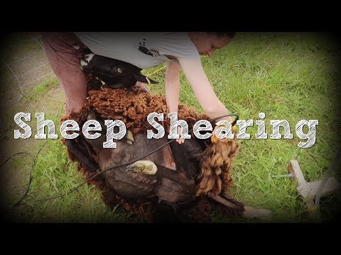 Homestead Sheep Shearing