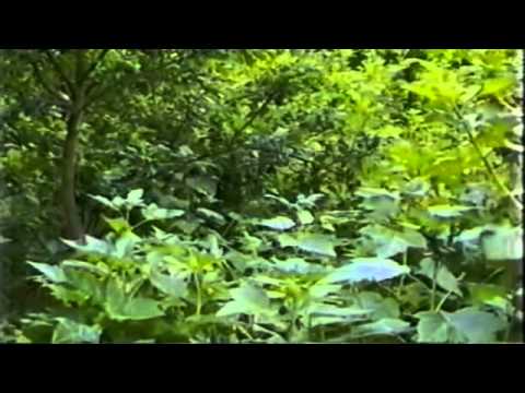 Forest Gardening with Robert Hart (Complete)