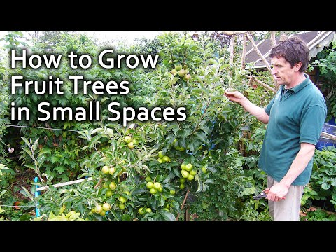 How to Grow Fruit Trees in Small Spaces