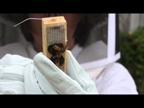 Kelley Beekeeping: How to install a 3 lb package of bees