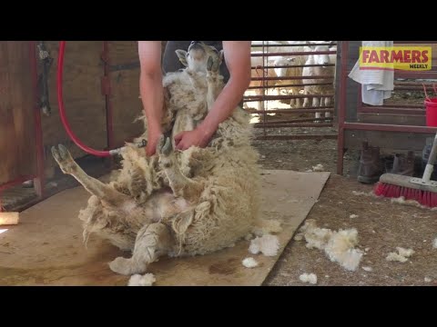 Video: Step-by-step guide to best sheep-shearing technique