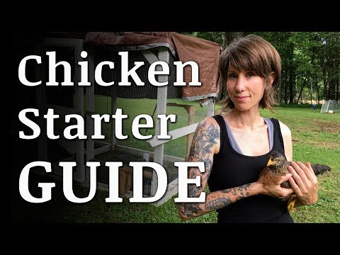 Beginners Guide To Raising BACKYARD CHICKENS