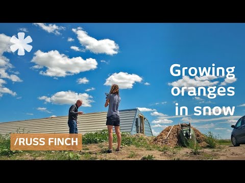 Nebraska retiree uses earths&#039;s heat to grow oranges in snow