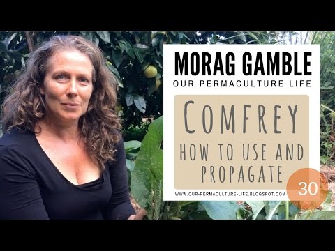 Comfrey: how to use, harvest and propagate by Morag Gamble