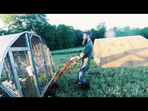 Easily Move 160 MEAT chickens (By Hand)