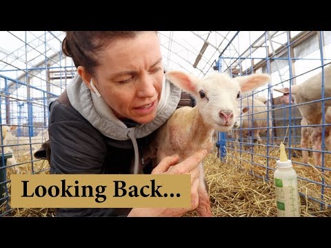 What I Wish I Knew Before Starting a Sheep Farm: Vlog 126