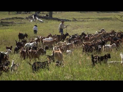 Goats Eat Weeds - Farm to Fork Wyoming