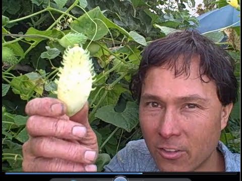 Bolivian Cucumber Achocha Outperforms Standard Cucumber in Production