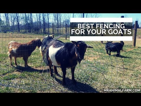 The Best Type of Goat Fencing