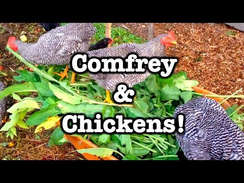 Feeding Comfrey to Chickens: They Love it!