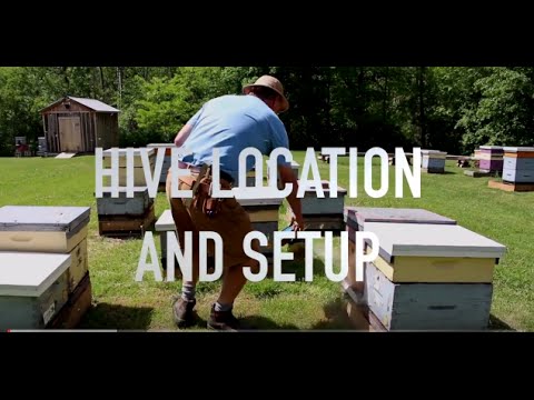 Hive Location and Setup