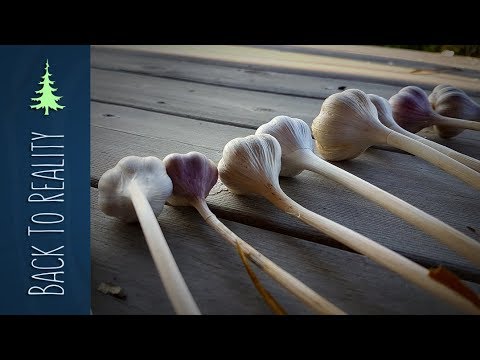 No-Dig Garlic: Planting, Harvesting, and Drying (Using the Ruth Stout Method)