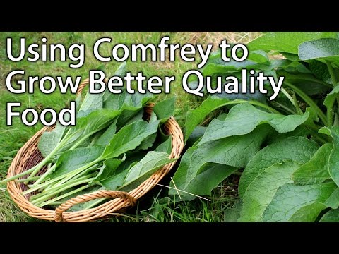 Growing and Using Comfrey - Perfect Plant for Permaculture Vegetable Gardening