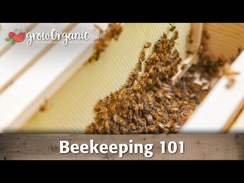 Beekeeping for Beginners -- Hive Set Up