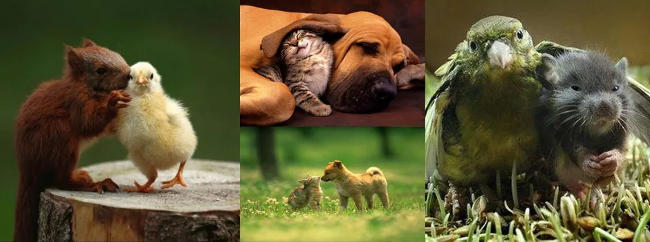 Pet Header, Pets at One Community, One Community Pets