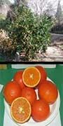 Citrus, reticulata, cv., 'Daisy', Mandarin, aquapini planting, aquapini food, Highest Good food, walipinis, organic food