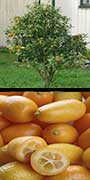 Fortunella cv., 'Nagami', Kumquat, aquapini planting, aquapini food, Highest Good food, walipinis, organic food