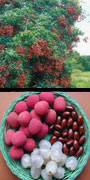 Litchi, lychee, aquapini planting, aquapini food, Highest Good food, walipinis, organic food