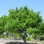 Ceratonia siliqua, Carob, aquapini planting, aquapini food, Highest Good food, walipinis, organic food,