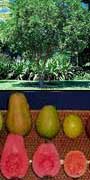 Psidium guajava, Guava, aquapini planting, aquapini food, Highest Good food, walipinis, organic food,