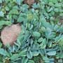 Tylosema esculentum, Marama, aquapini planting, aquapini food, Highest Good food, walipinis, organic food,