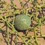 Acanthosicyos horridus, Nara Melon, aquapini planting, aquapini food, Highest Good food, walipinis, organic food,