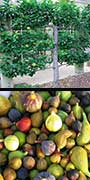 Ficus carica, Fig, aquapini planting, aquapini food, Highest Good food, walipinis, organic food,