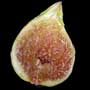 Atreano, fig, aquapini planting, aquapini food, Highest Good food, walipinis, organic food