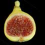 Panachee fig, aquapini planting, aquapini food, Highest Good food, walipinis, organic food