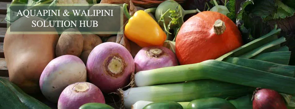 aquapini solutions, walipini solutions, aquapini answers, walipini answers, help with aquapinis, help with walipinis, aquapini build time, walipini build time, aquapini building time, walipini building time, aquapini how long to build, walipini how long to build, sustainable food, best practice food, sustainable food systems, aquaponics, walipini, aquapini, zen aquapini, One Community, open source food, free-shared architecture, sustainable living, green living, eco living, living ecologically, for The Highest Good of All, transforming the world, grow your own food, build your own greenhouse in the ground, ground greenhouse, open source architecture, architects of the future, sustainability non-profit, 501c3 organization, sustainable life, water catchment, organic food, food anywhere, maximum food diversity, build your own farmers market, sustainability cooperative, sustainable living group, open source, sustainability nonprofit, free-shared plans, teacher/demonstration village, open source project-launch blueprinting, One Community Update, USDA zone 7a, USDA zone 7b