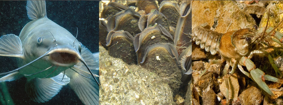 Aquaculture mussels, aquaculture catfish, aquaculture crawfish