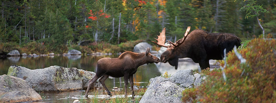 wildlife stewardship, ethical wildlife