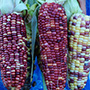 Anasazi corn, One Community