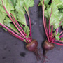 Bordo Beets, One Community