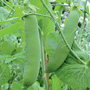 Champion of England Pea, One Community