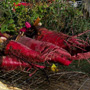 Colossal Long Red Mangel Beet, One Community