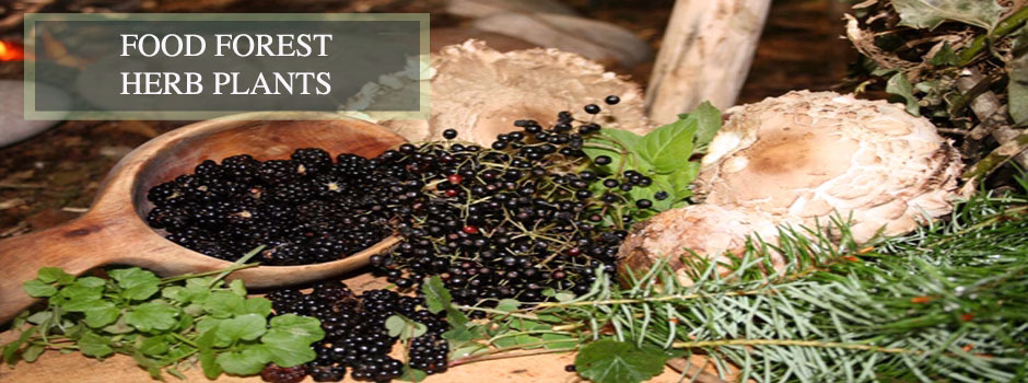 Food forest herb plants, One Community