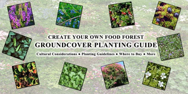 Food Forest Groundcover Planting Guide, One Community