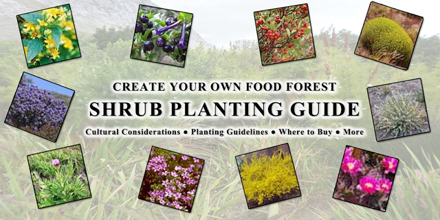 Food Forest Shrub Planting Guide, One Community