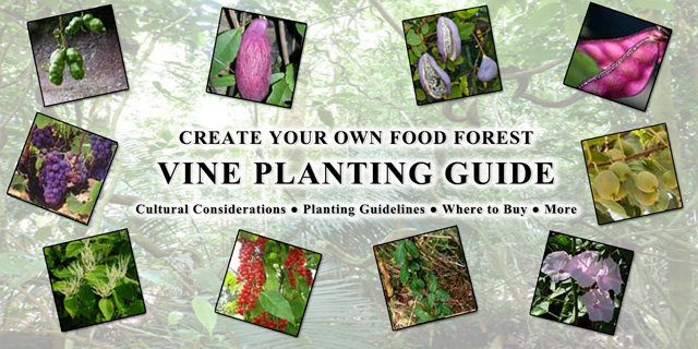 Food Forest Vine Planting Guide, One Community