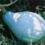 Guatemalan Blue Squash