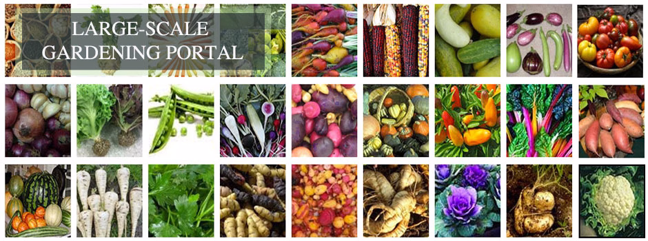 large-scale gardening, food collage, open source food