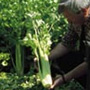 Pascal Giant Celery, One Community