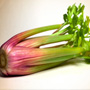 Red Celery, One Community